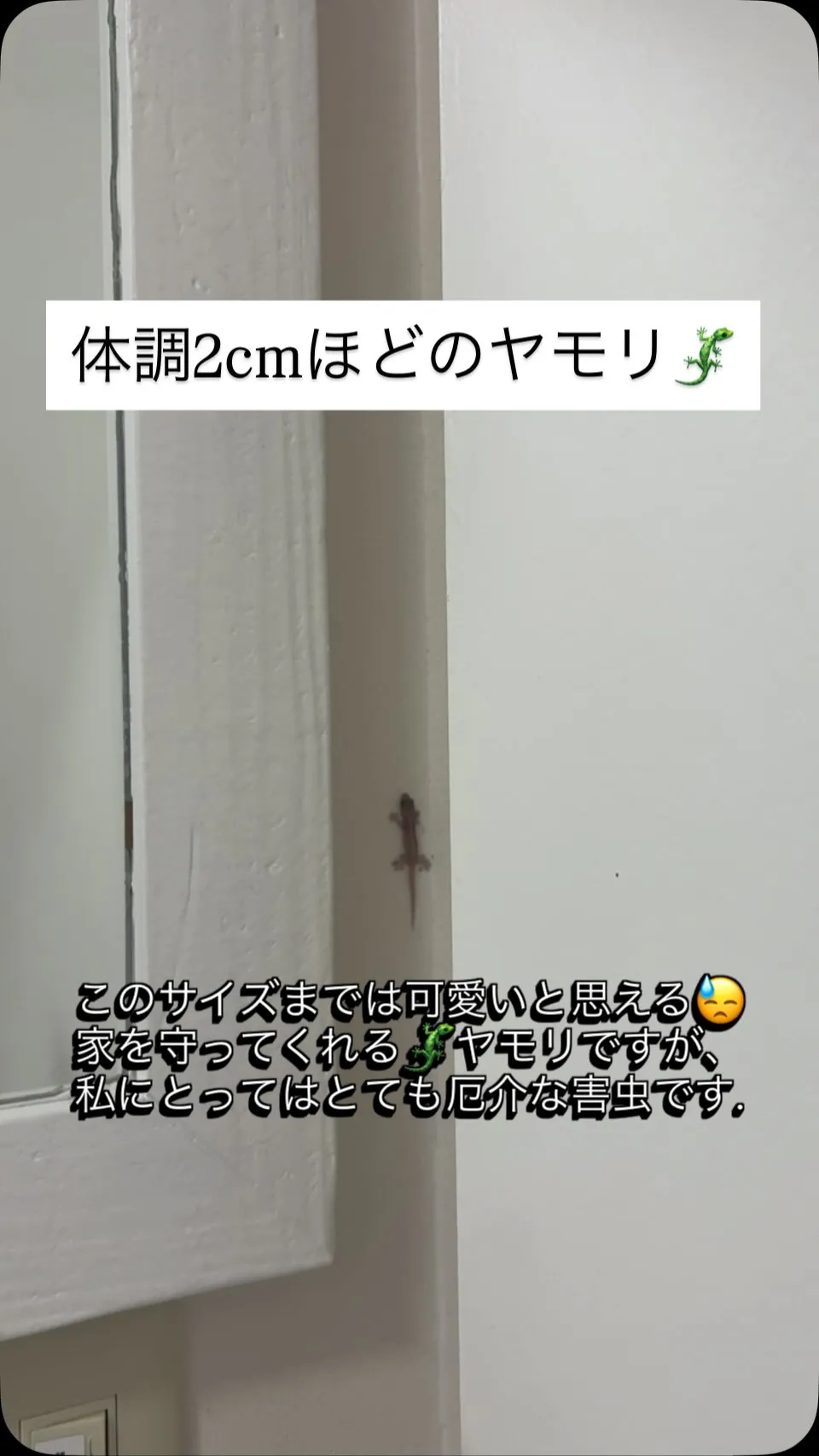 沖縄ではおなじみの存在、蚊や小さな虫など食べてくれるのであり...